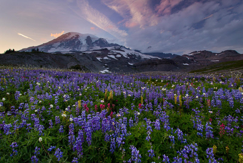 Mount Rainier National Park