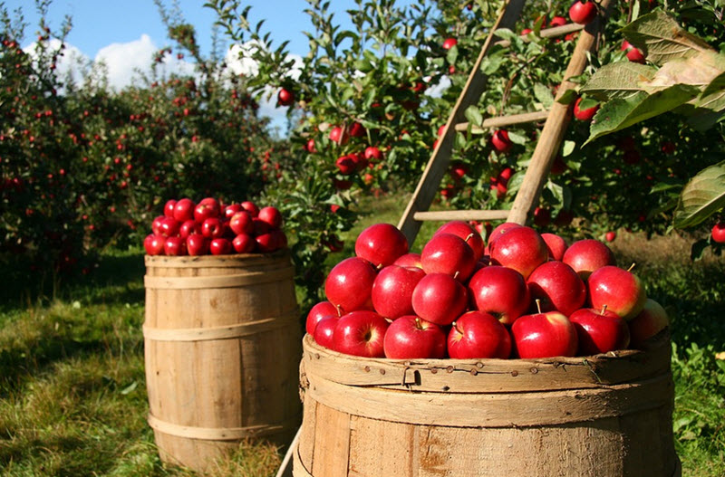 apple state food washington